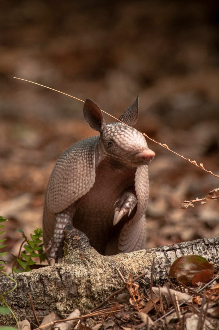 armadillo holes in yard